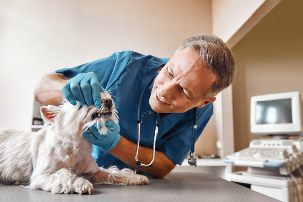 Best Emergency Dental Care for Broken or Chipped Teeth in Lake Holiday, VA